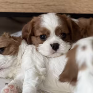 Cavalier King Charles Spaniel Puppies for Sale in New York (NY)