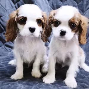 Cavalier King Charles Spaniel Puppies for Sale in Texas (TX)