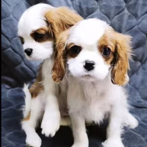 Cavalier King Charles Spaniel Puppies for Sale in Texas (TX)