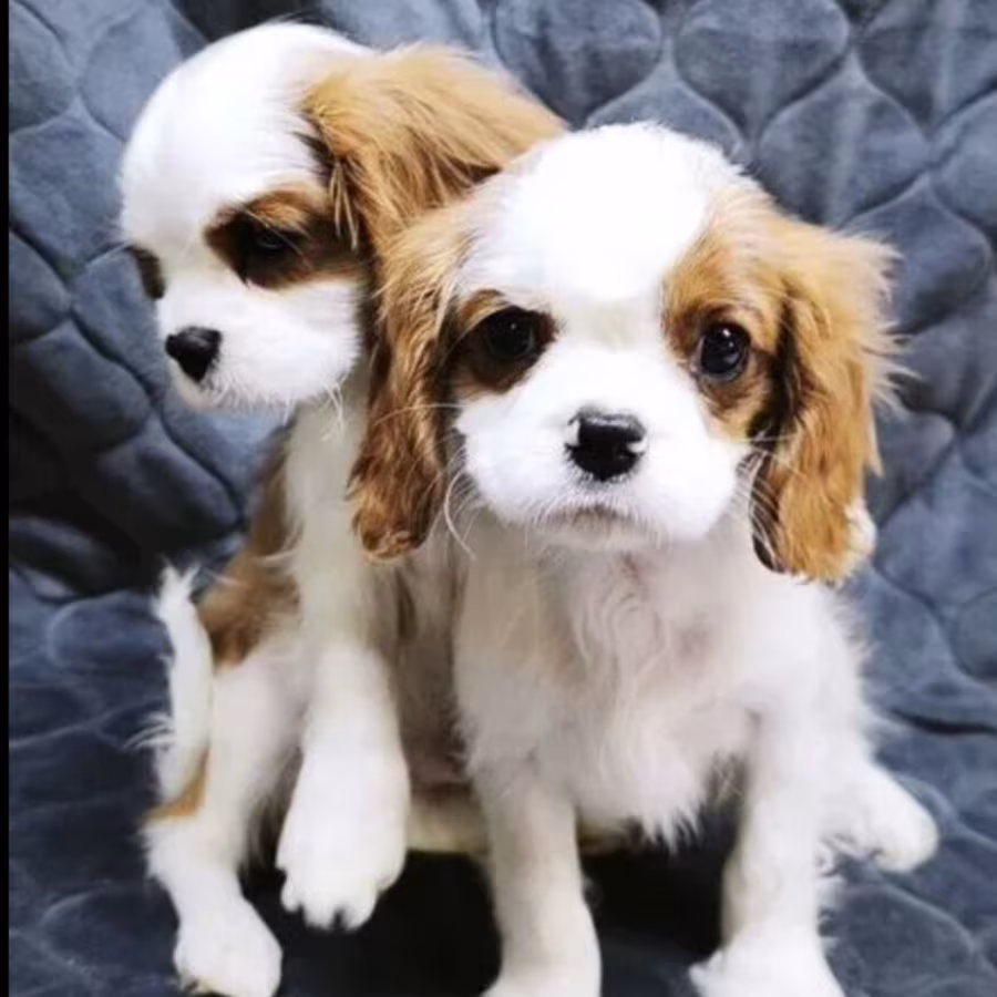 Cavalier King Charles Spaniel Puppies for Sale in Texas (TX)