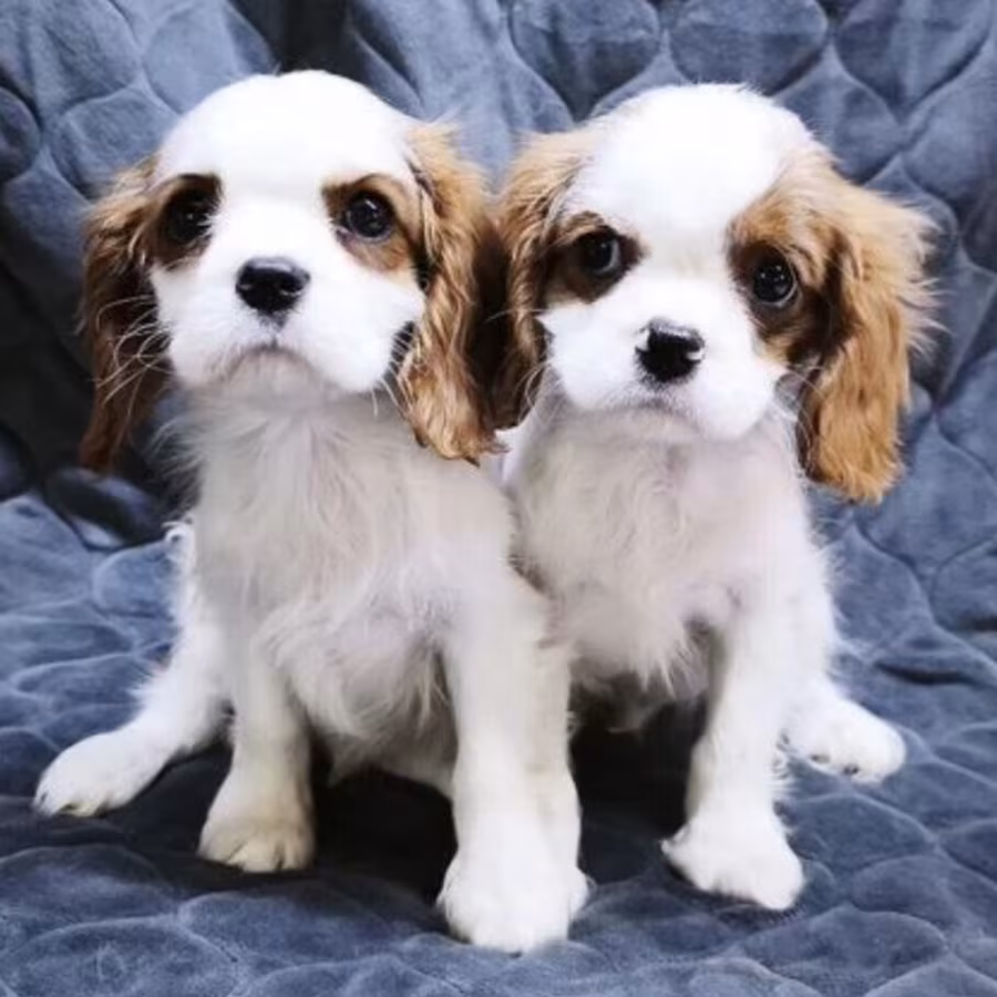 Cavalier King Charles Spaniel Puppies for Sale in Texas (TX)