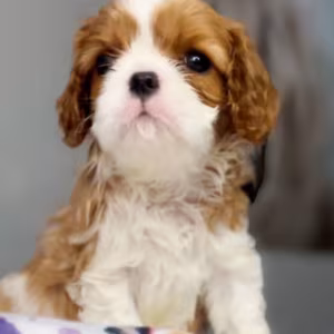 Cavalier King Charles Spaniel Male Puppy for Sale in Dallas (TX)