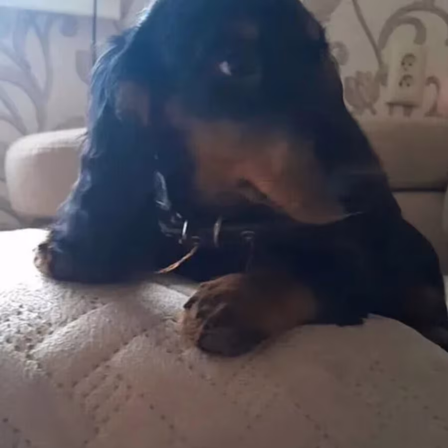 Dapple Dachshund Puppies for Sale in Queens (NY)
