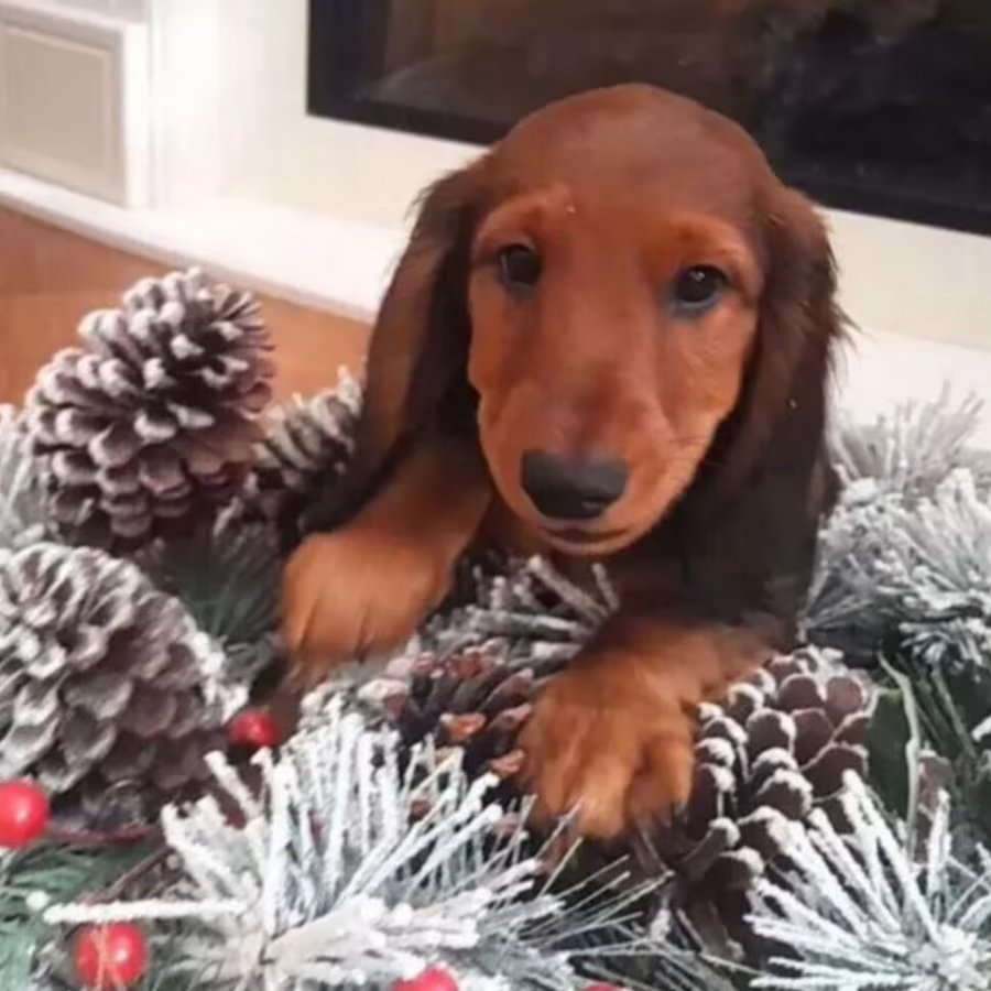 Dapple Dachshund Puppies for Sale in Queens (NY)