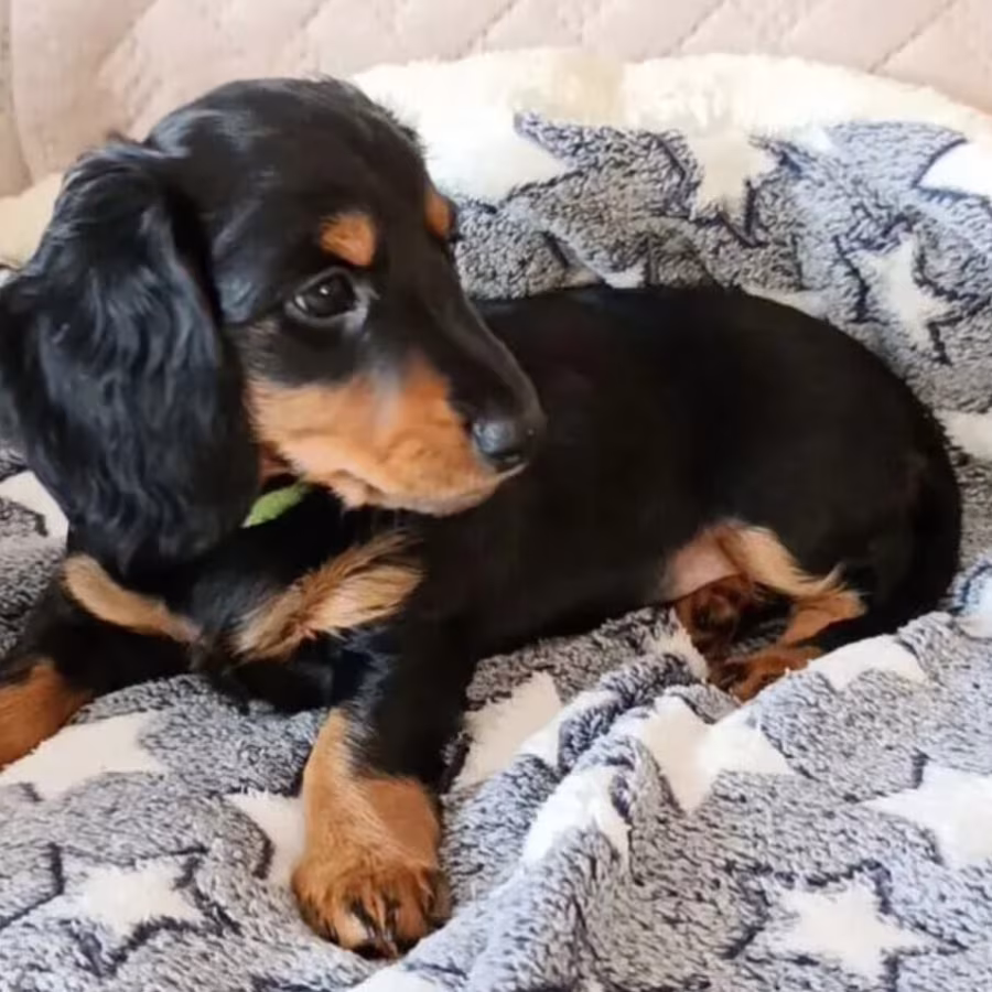 Dapple Dachshund Puppies for Sale in Queens (NY)