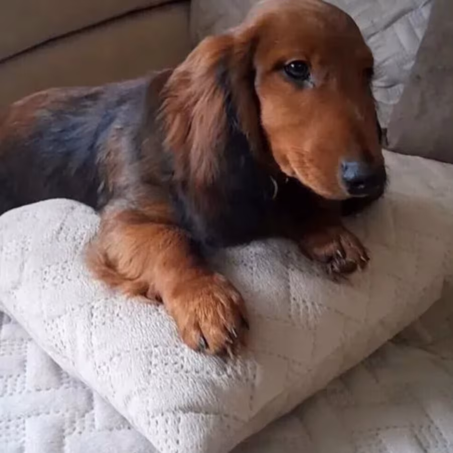 Dapple Dachshund Puppies for Sale in Queens (NY)