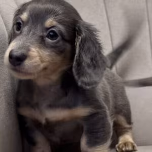 Long-Haired Dachshund Puppies for Sale in Jacksonville (FL)