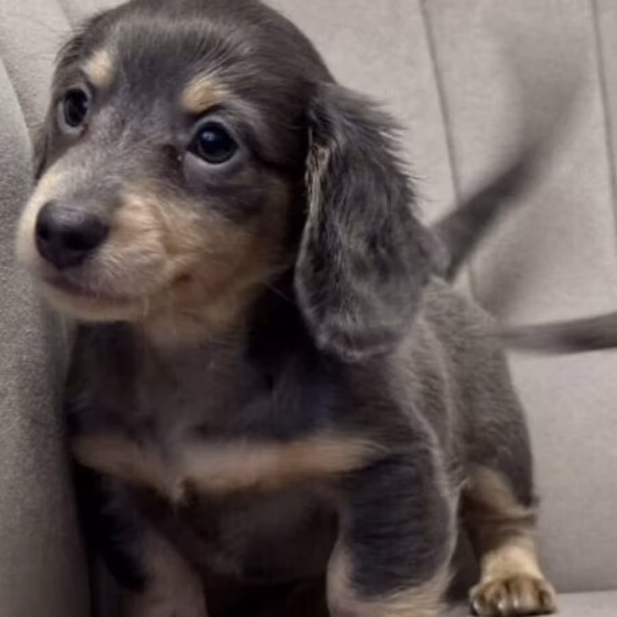 Long-Haired Dachshund Puppies for Sale in Jacksonville (FL)