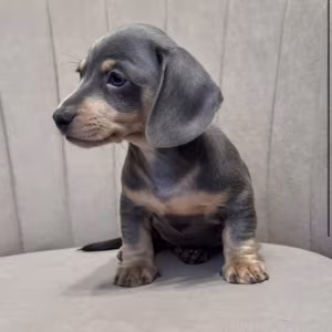 Long-Haired Dachshund Puppies for Sale in Jacksonville (FL)