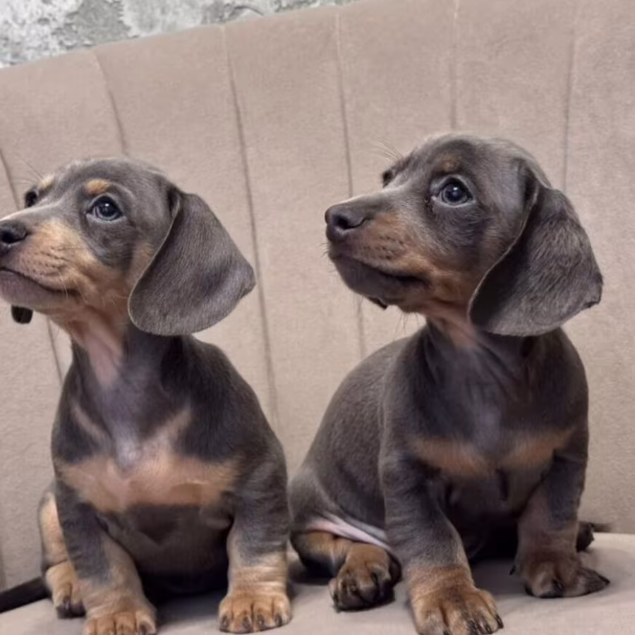 Long-Haired Dachshund Puppies for Sale in Jacksonville (FL)