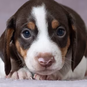 Dachshund Female Puppy for Sale in Queens (NY)