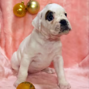 Boxer Puppies for Sale in Illinois (IL)