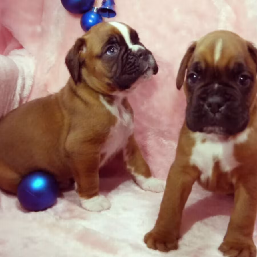 Boxer Puppies for Sale in Illinois (IL)