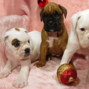 Boxer Puppies for Sale in Illinois (IL)