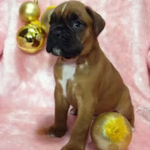 Boxer Puppies for Sale in Illinois (IL)