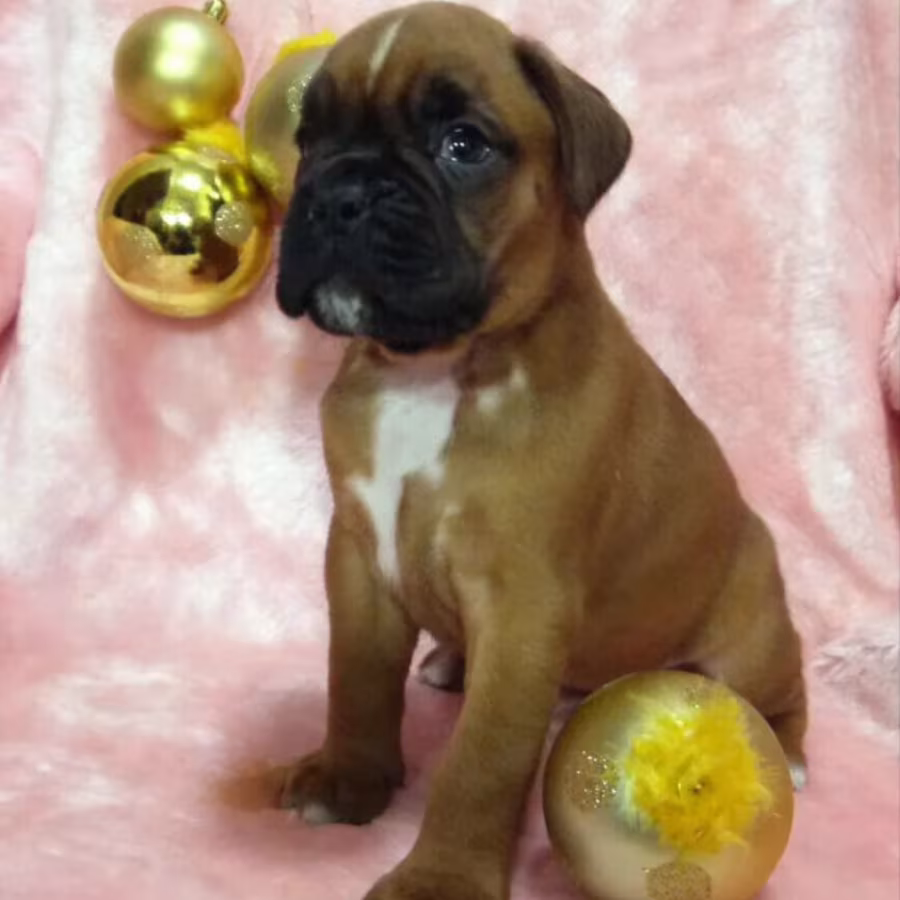 Boxer Puppies for Sale in Illinois (IL)