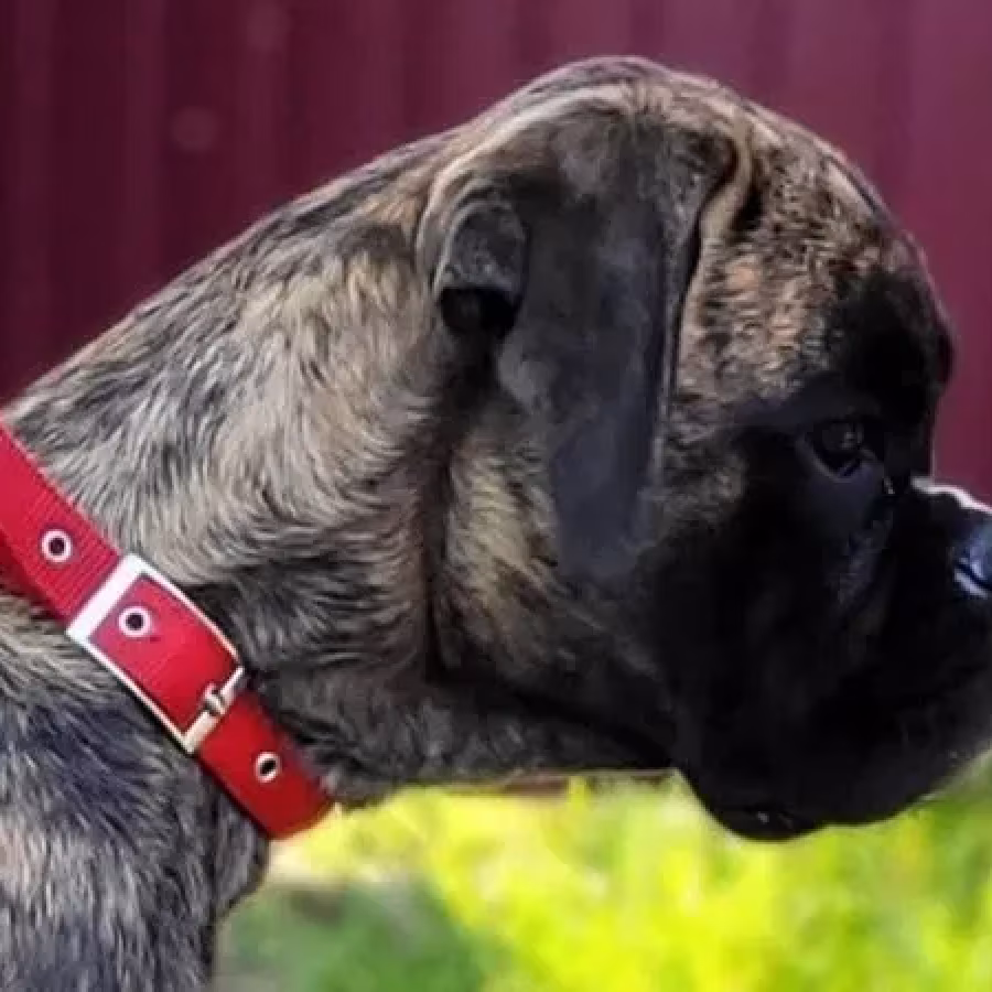 Male boxer, 8 weeks old, Fishers (Indiana)