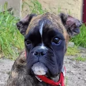 Male boxer, 8 weeks old, Fishers (Indiana)