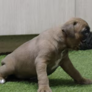 Brindle Boxer Puppies for Sale in Bronx (NY)