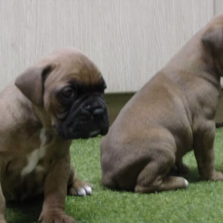 Brindle Boxer Puppies for Sale in Bronx (NY)