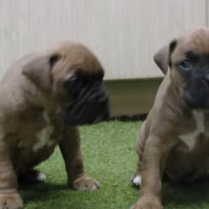 Brindle Boxer Puppies for Sale in Bronx (NY)