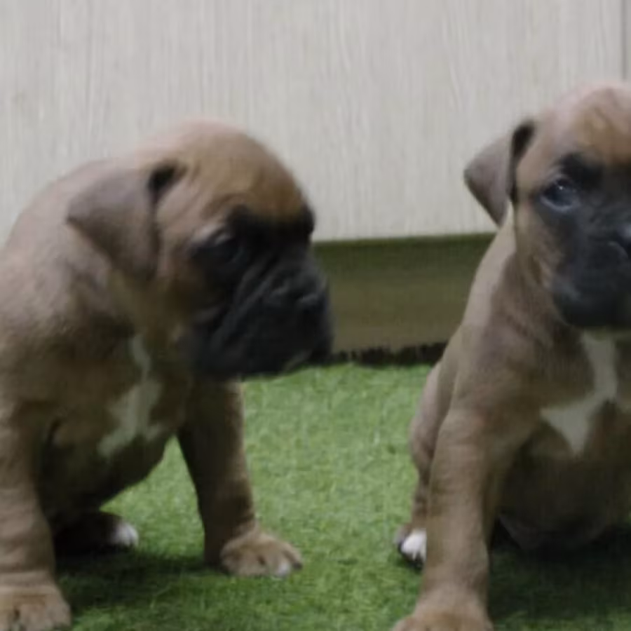Brindle Boxer Puppies for Sale in Bronx (NY)