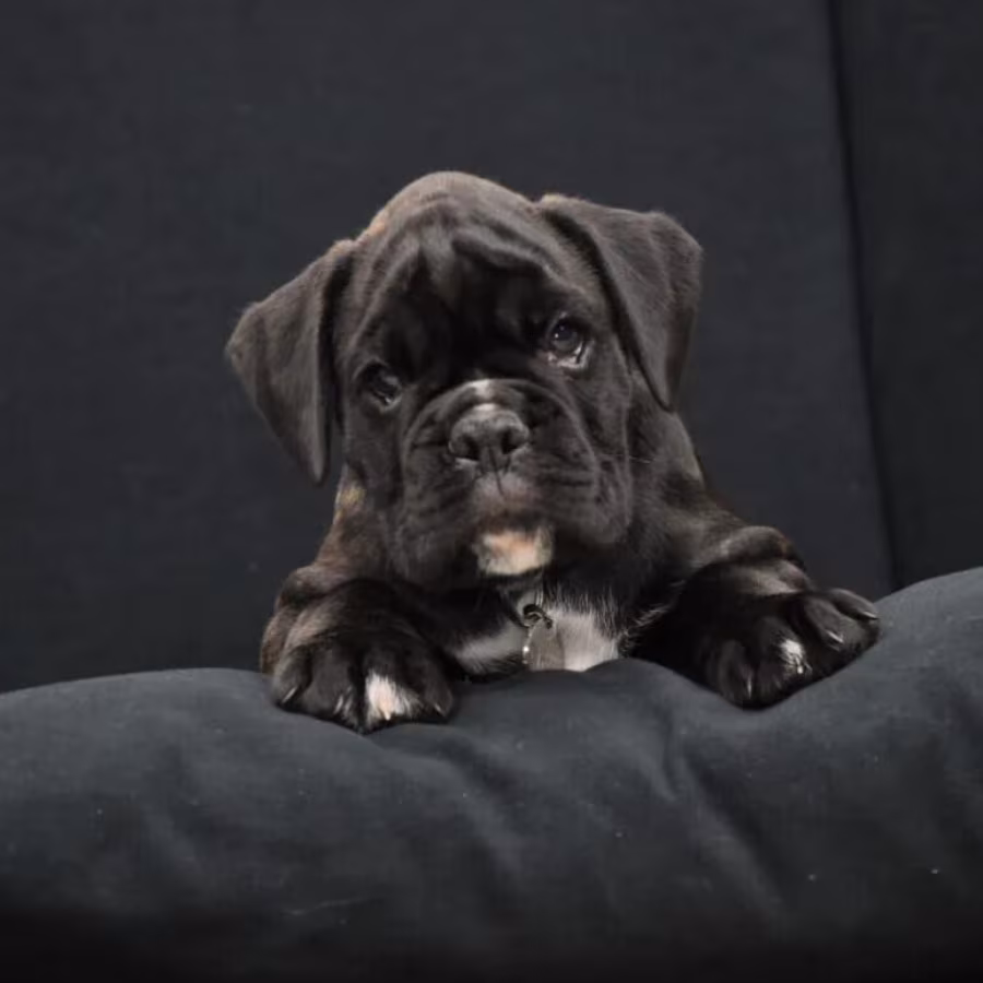 Purebred Boxer Puppies for Sale in Pittsburgh (PA)