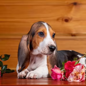 Basset Hound Puppies for Sale in Texas (TX)