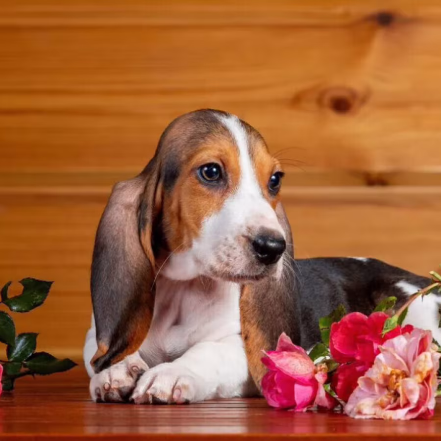 Basset Hound Puppies for Sale in Texas (TX)