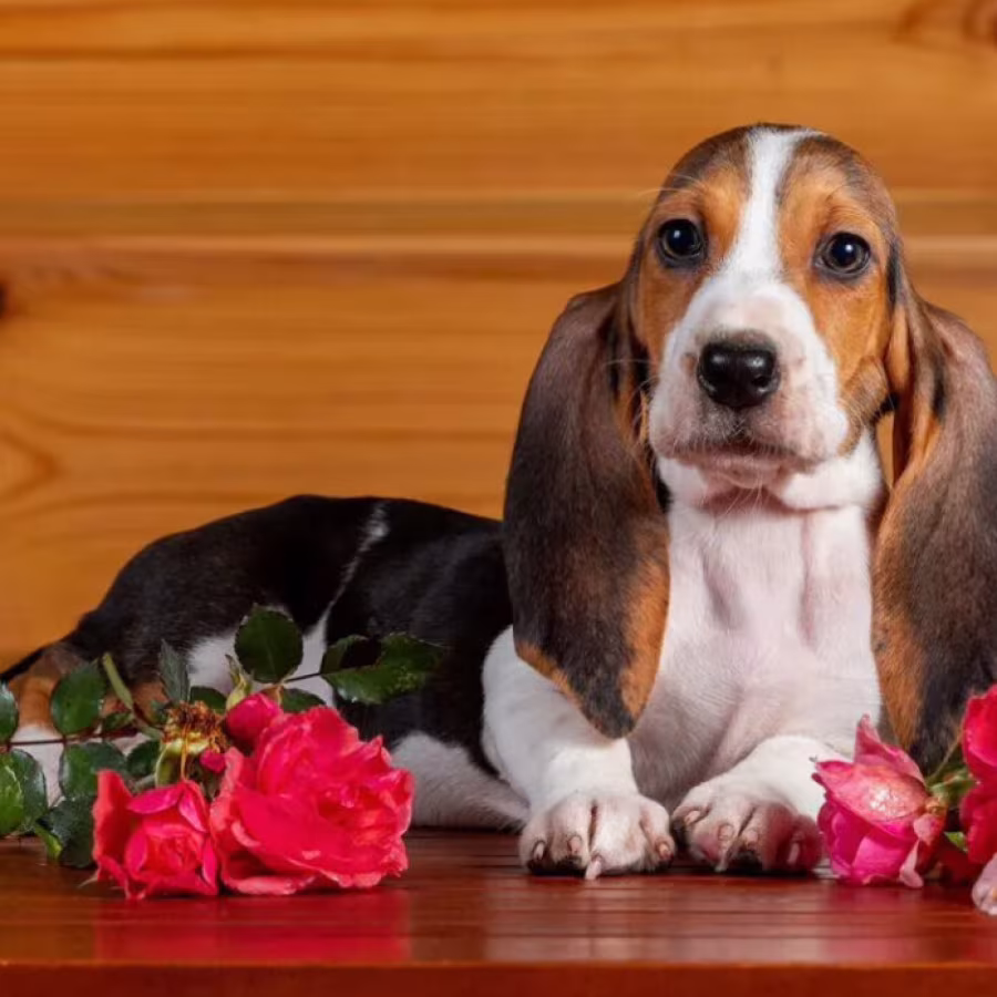 Basset Hound Puppies for Sale in Texas (TX)