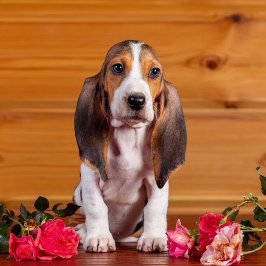 Basset Hound Puppies for Sale in Texas (TX)