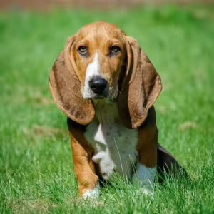 Basset Hound Puppies for Sale in California (CA)