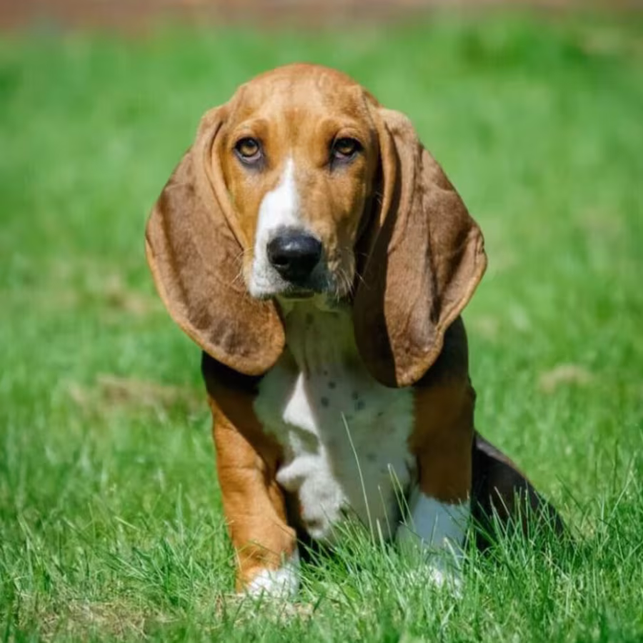 Basset Hound Puppies for Sale in California (CA)