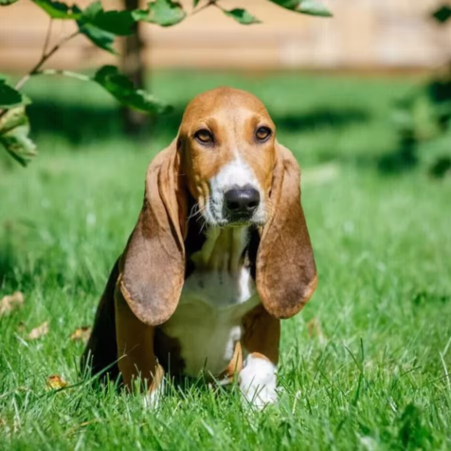Basset Hound Puppies for Sale in California (CA)