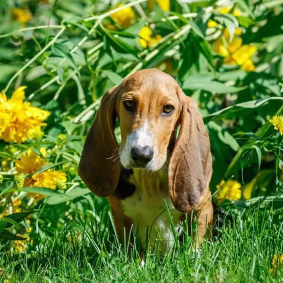 Basset Hound Puppies for Sale in California (CA)