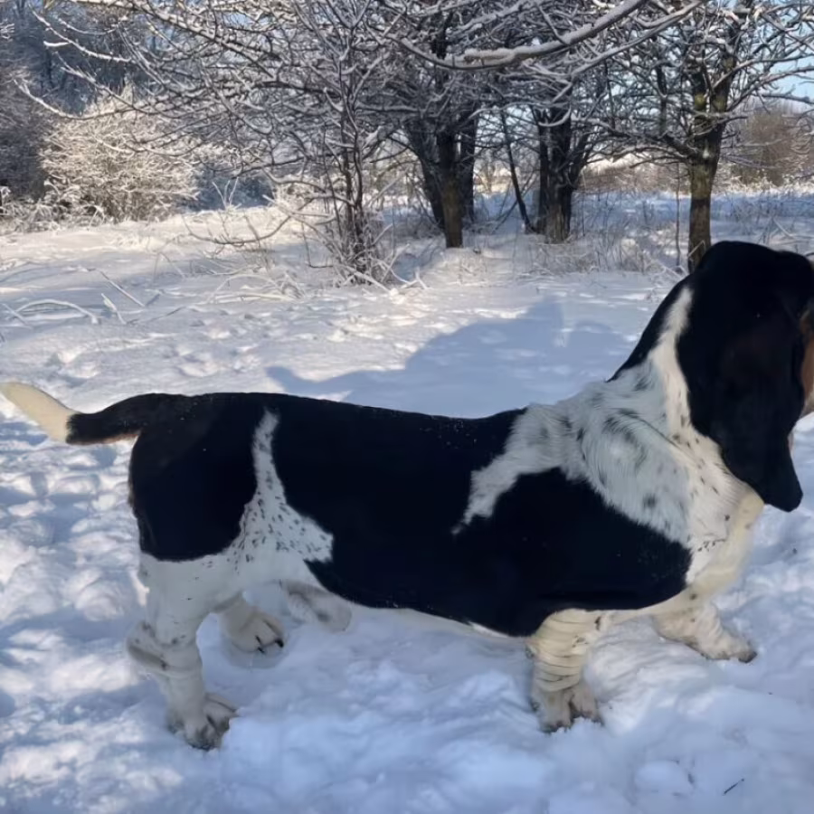Basset Hound puppy, male, 3 months old, looking for a loving owner...