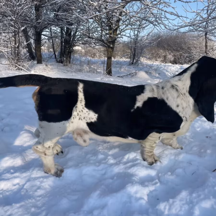 Basset Hound puppy, male, 3 months old, looking for a loving owner...