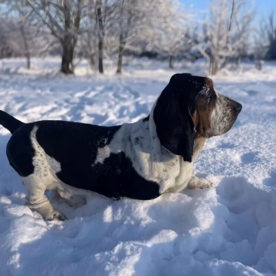 Basset Hound puppy, male, 3 months old, looking for a loving owner...