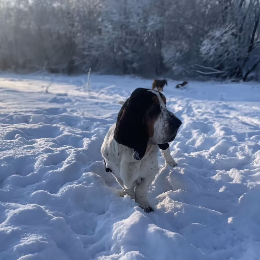 Basset Hound puppy, male, 3 months old, looking for a loving owner...