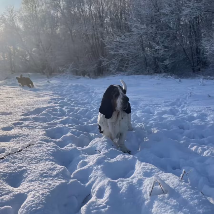Basset Hound puppy, male, 3 months old, looking for a loving owner...