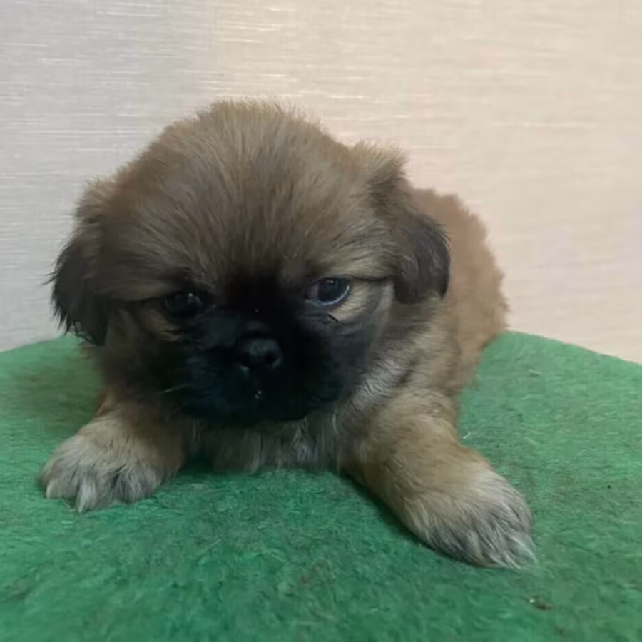 Pekingese boys for sale in Houston, TX