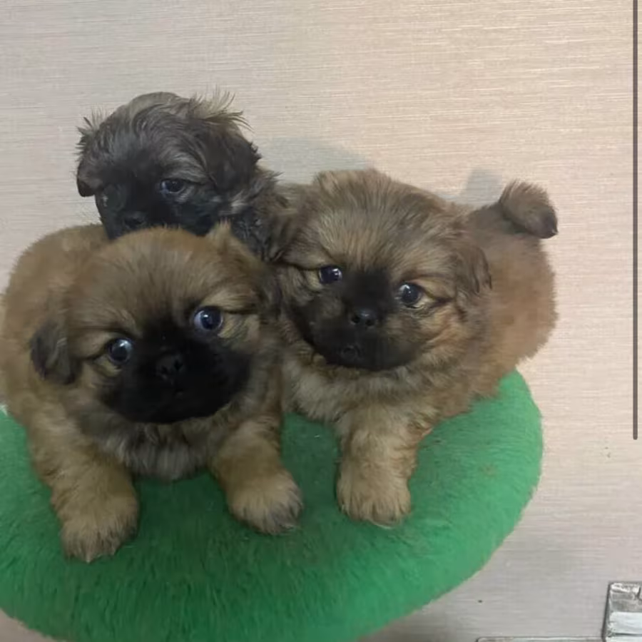 Pekingese boys for sale in Houston, TX