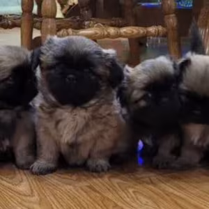 Reservation open for Pekingese puppies from the latest litter in Da...