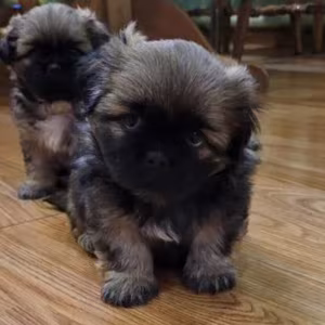 Reservation open for Pekingese puppies from the latest litter in Da...
