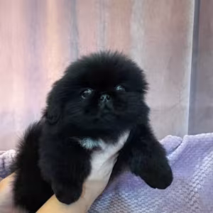 Charming white Pekingese girl looking for a home in Bronx, NY