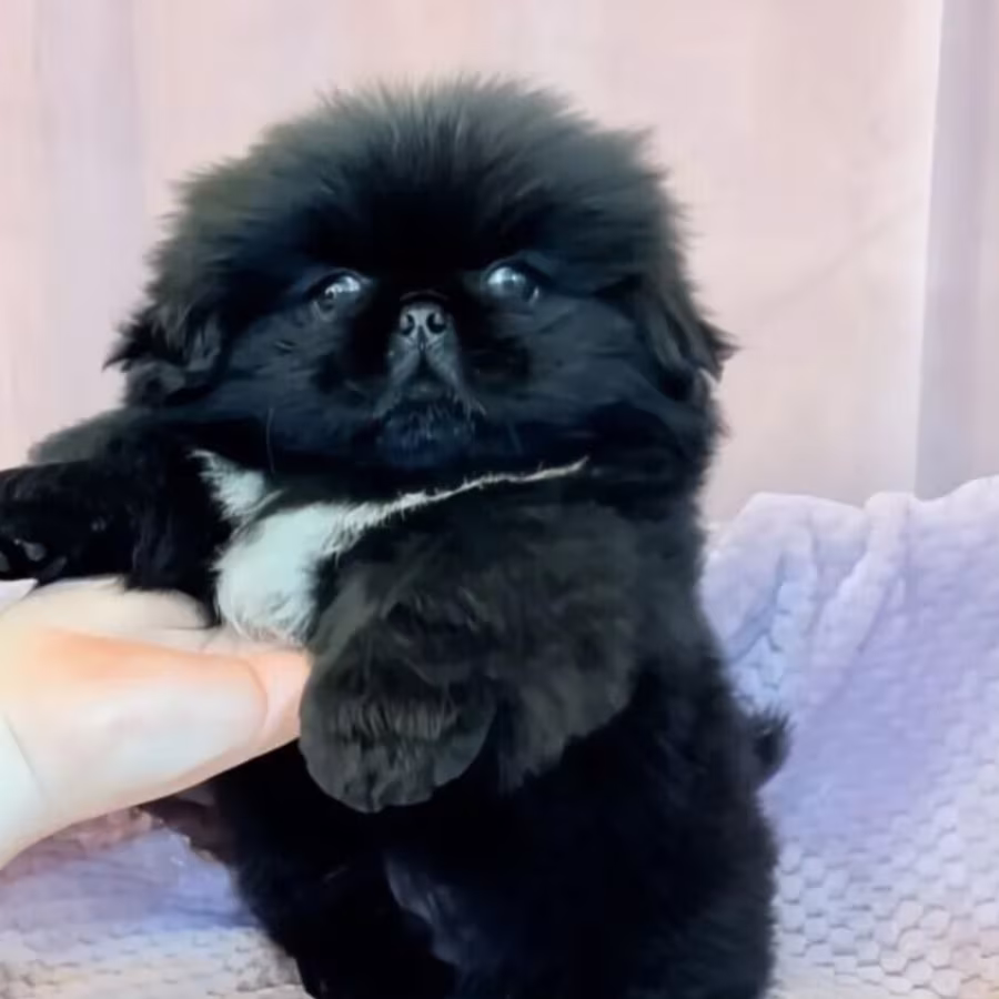 Charming white Pekingese girl looking for a home in Bronx, NY