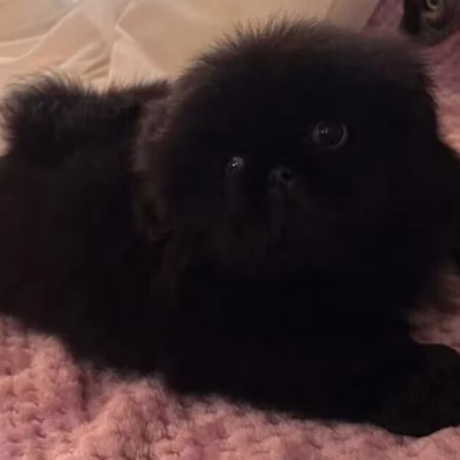 Charming white Pekingese girl looking for a home in Bronx, NY