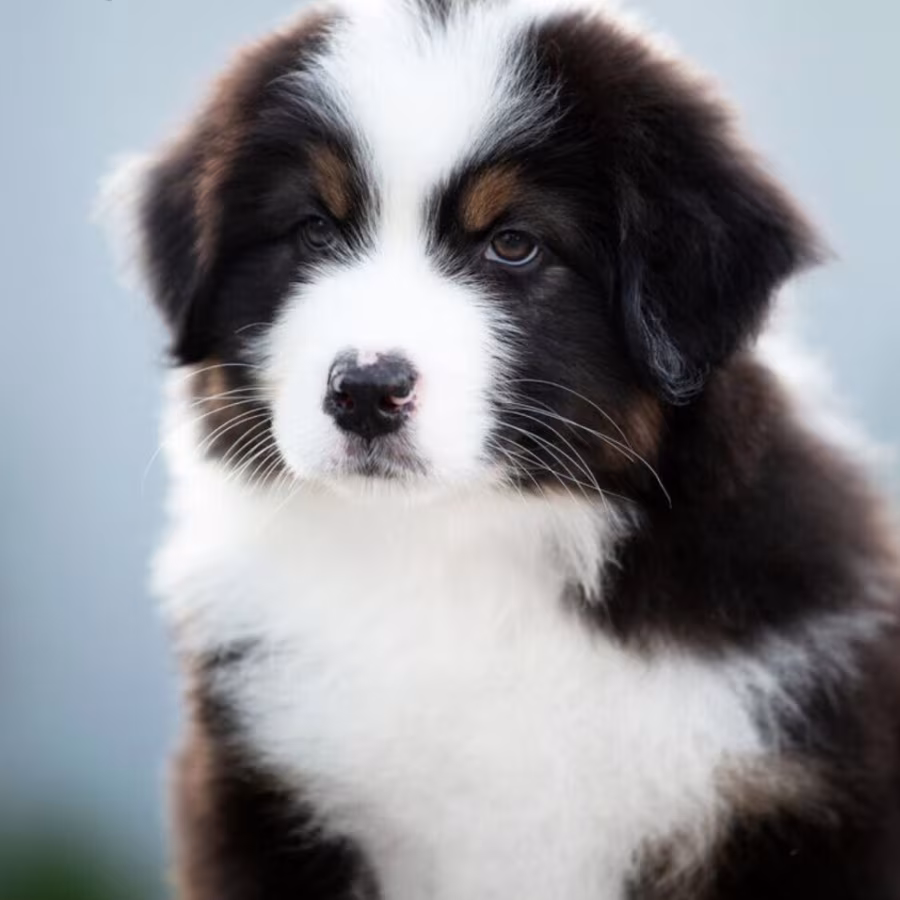 Healthy Australian Shepherd girl available in Brooklyn, NY