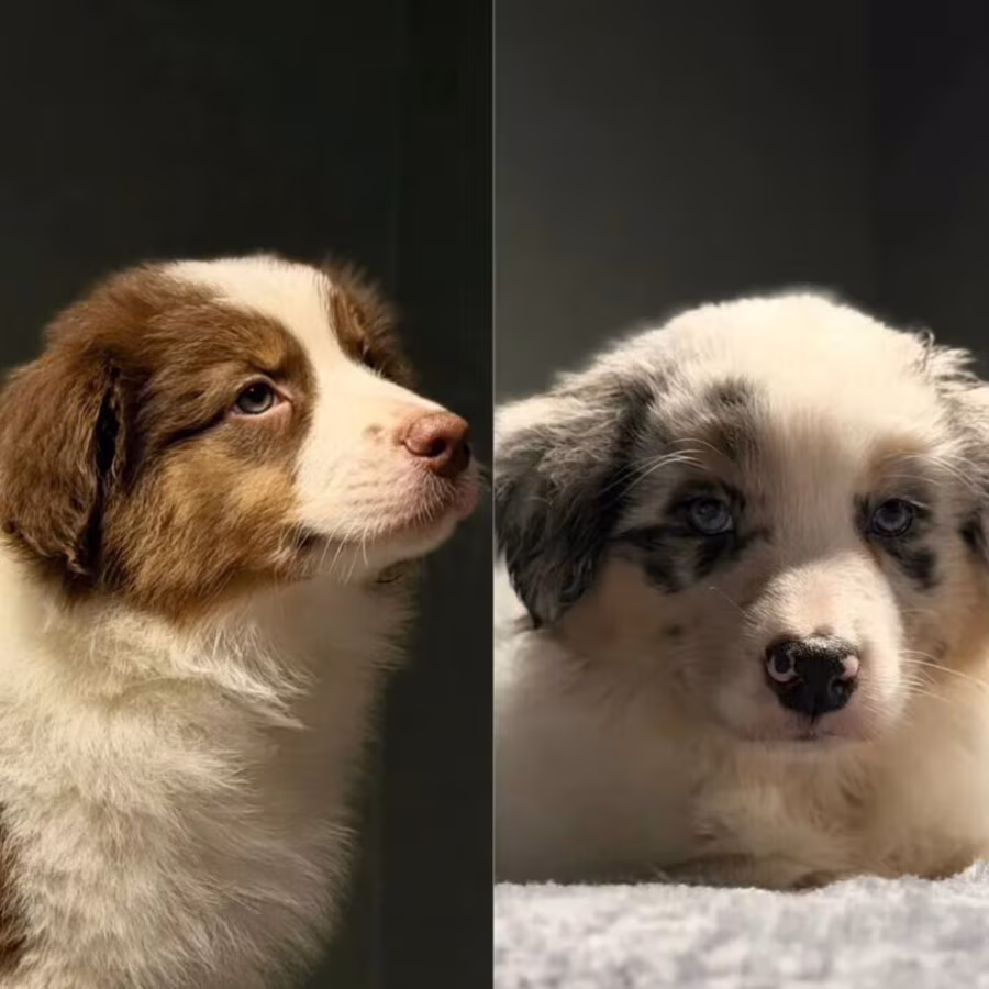 Two handsome Australian Shepherd boys for sale in New York, NY