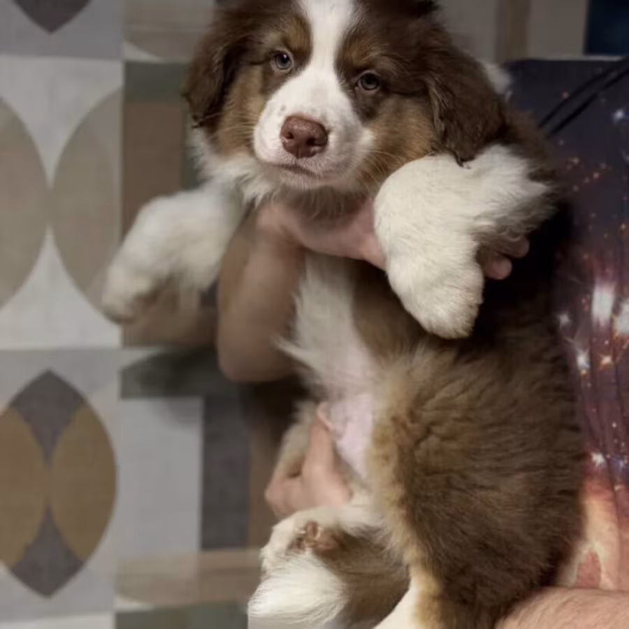 Two handsome Australian Shepherd boys for sale in New York, NY